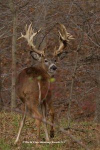 Whitetail deer hunt Ohio