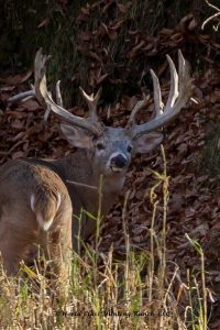 Whitetail hunting ranch