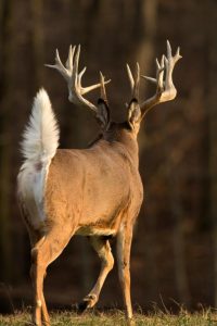 Whitetail deer hunt Ohio