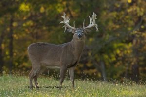 Hunting ranch hunt