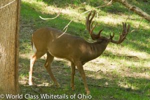 Whitetail hunting ranch 