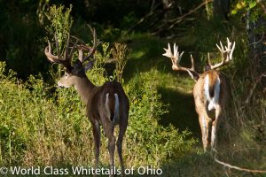 world class deer hunt 