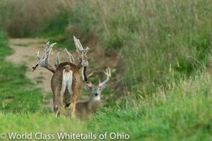 200 class deer hunt