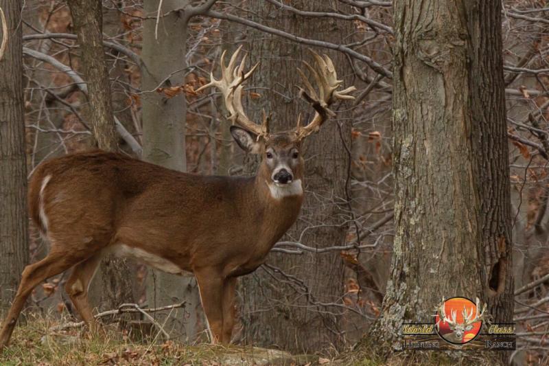 Whitetail Deer