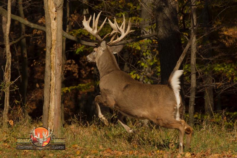 Whitetail Deer